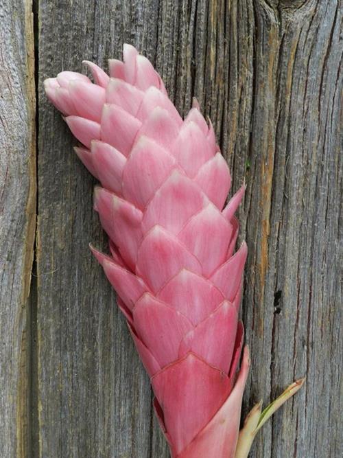 PINK GINGER